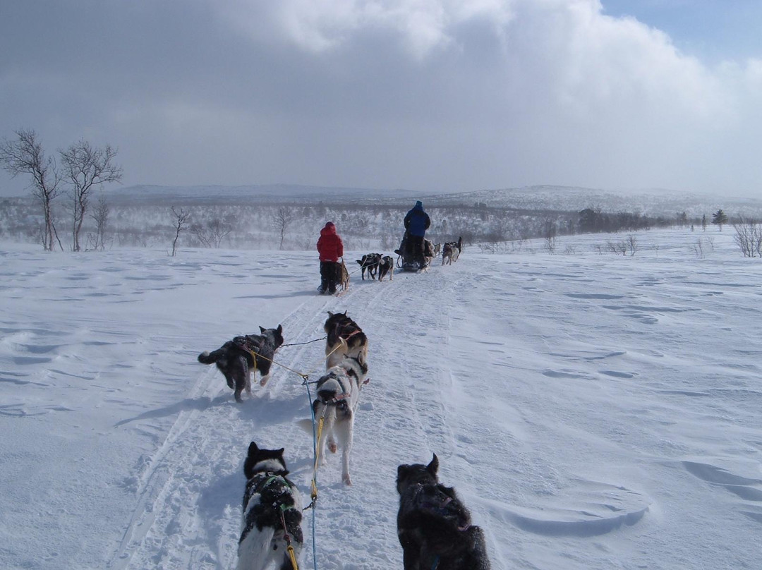 Northern Lights Husky Day Tours-阿尔塔必去景点