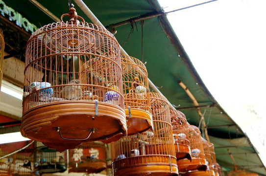 雀鸟花园-香港必去景点