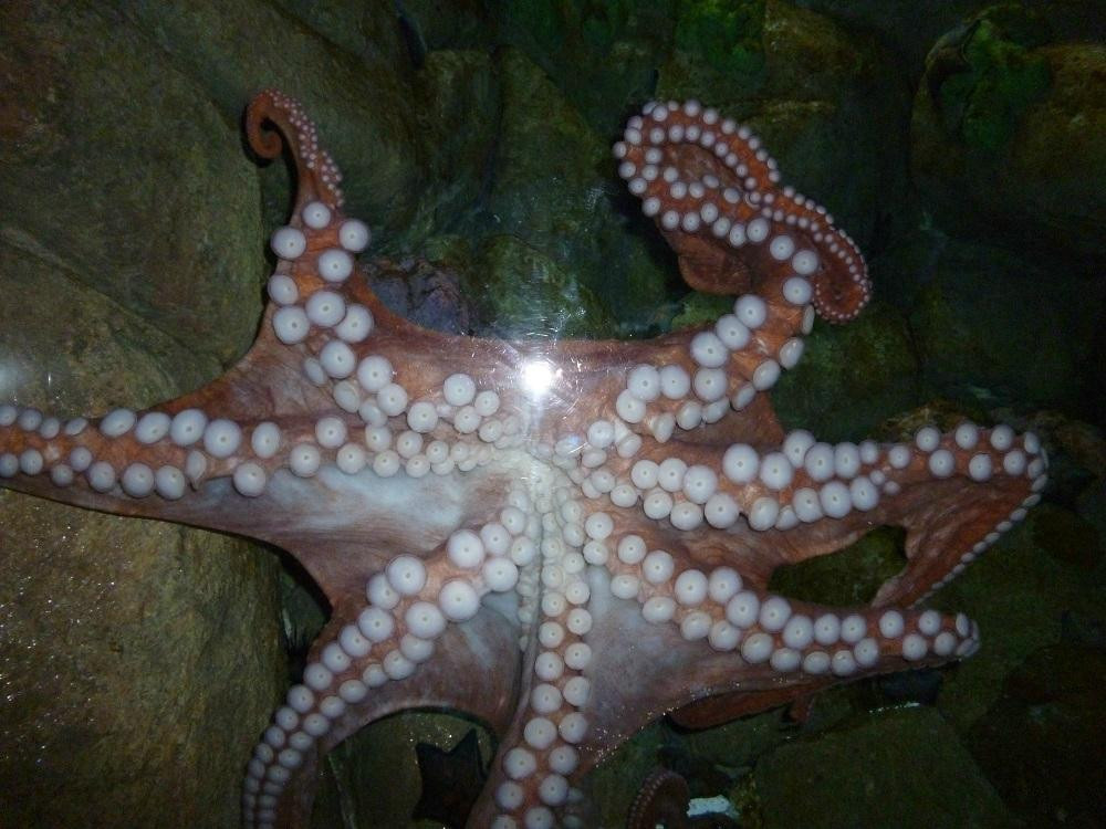 S.E.A.海洋館-圣淘沙岛必去景点