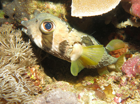 Two Fish Divers Lembongan-蓝梦岛必去景点