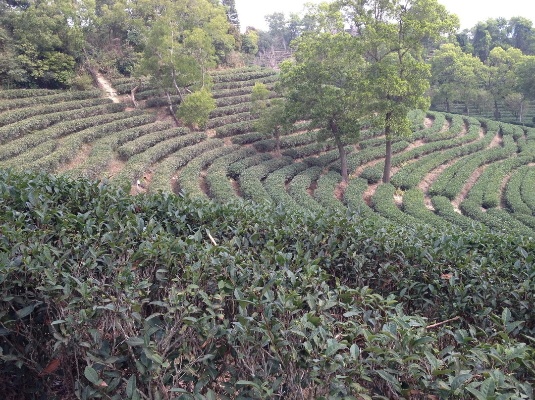 深圳东部华侨城-深圳市必去景点