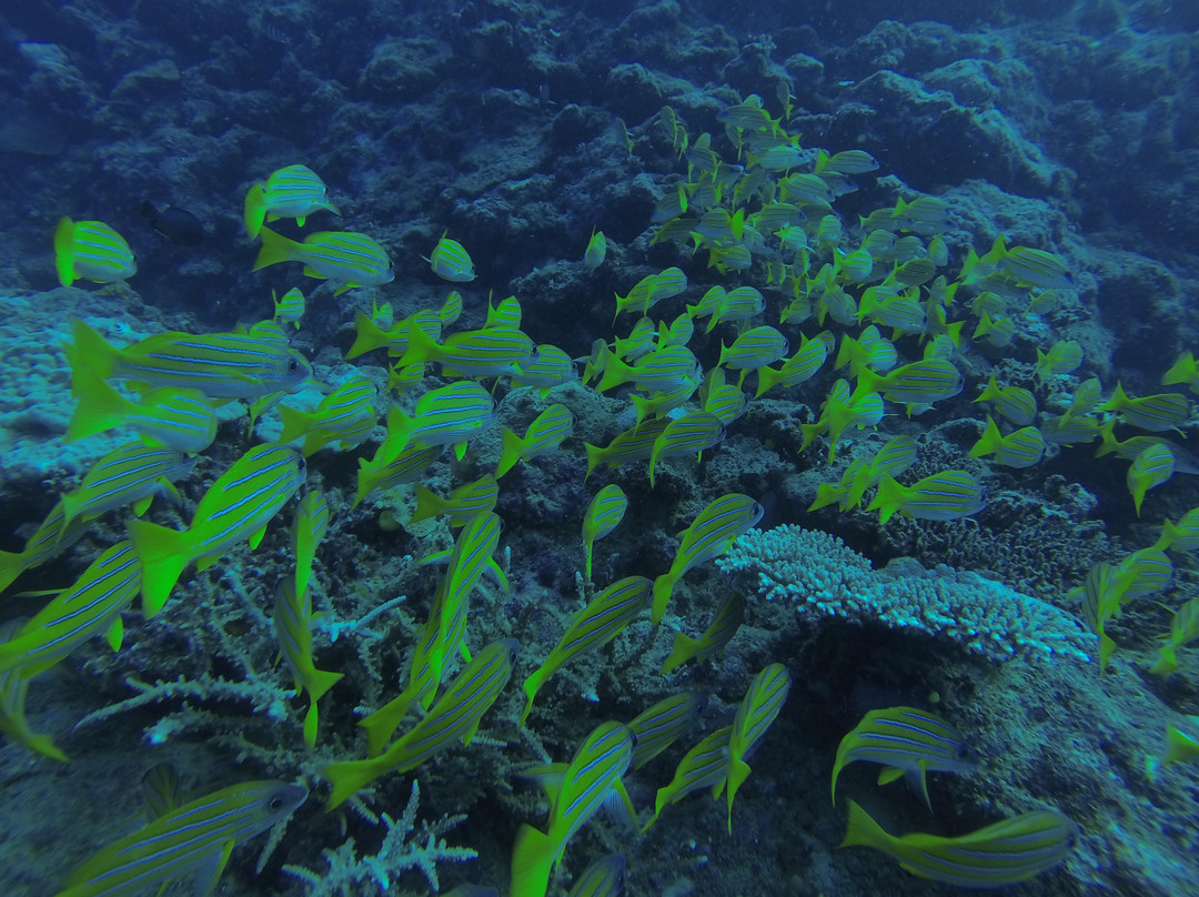 Whitetip Marine Adventures - Fiji-丹娜努岛必去景点