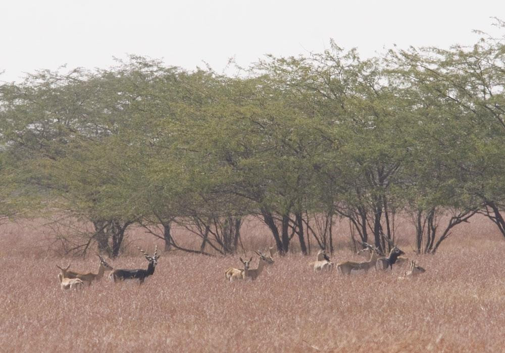 Blackbuck National Park景点图片