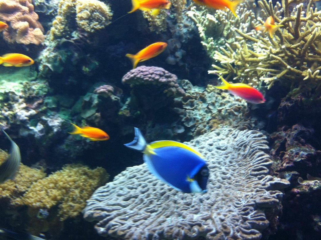 里斯本海洋馆景点图片