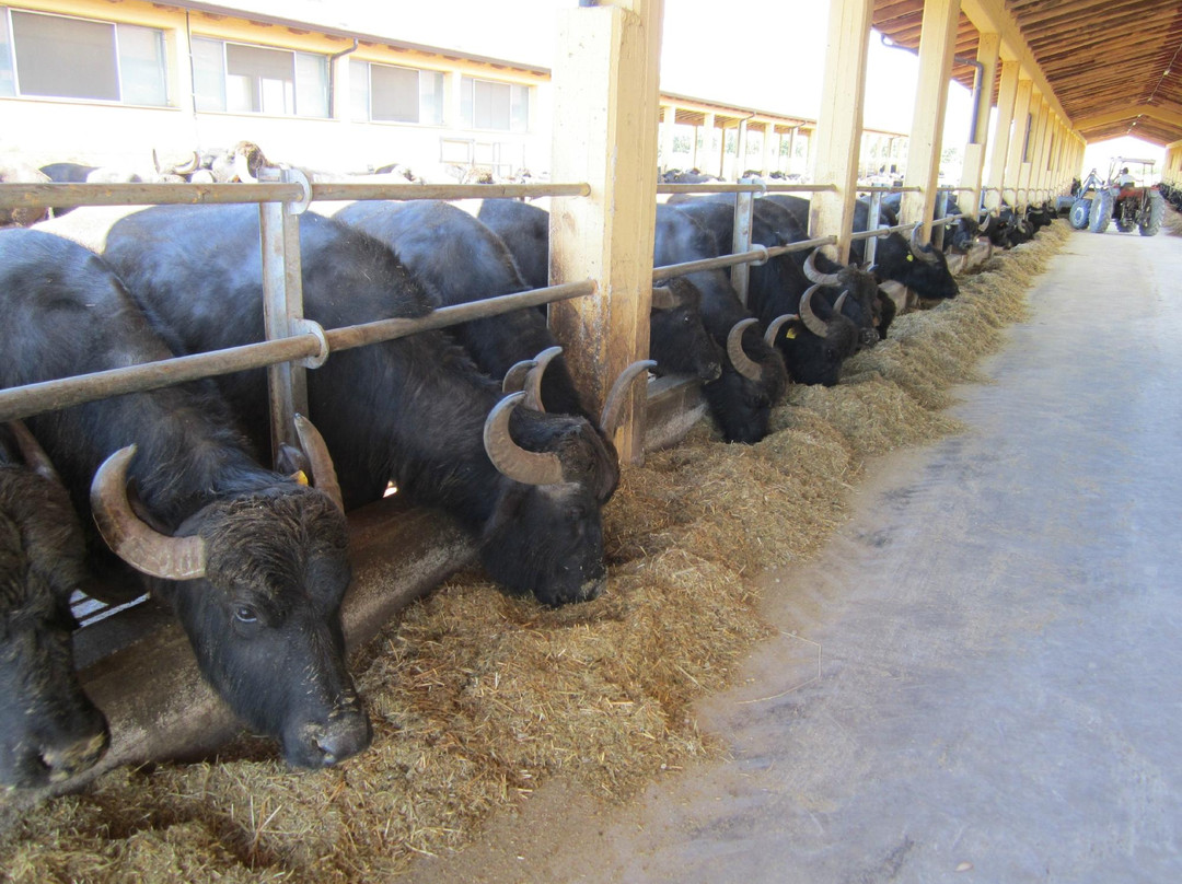 Wonderful Amalfi Coast  - Day Tours-阿马尔菲必去景点