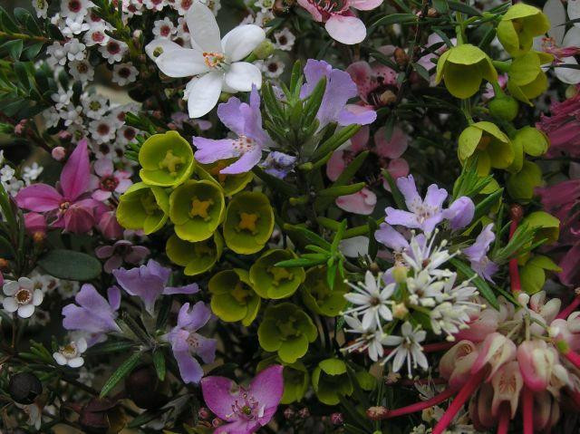 Kalorama旅游景点-Karwarra Australian Plant Garden