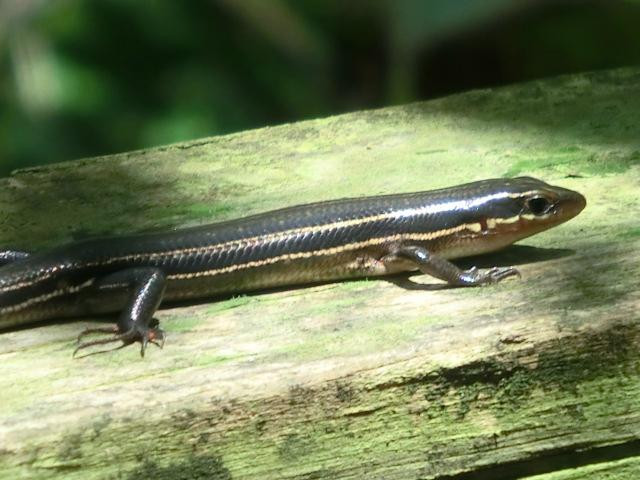 Osceola Schools Environmental Study Center-基西米必去景点