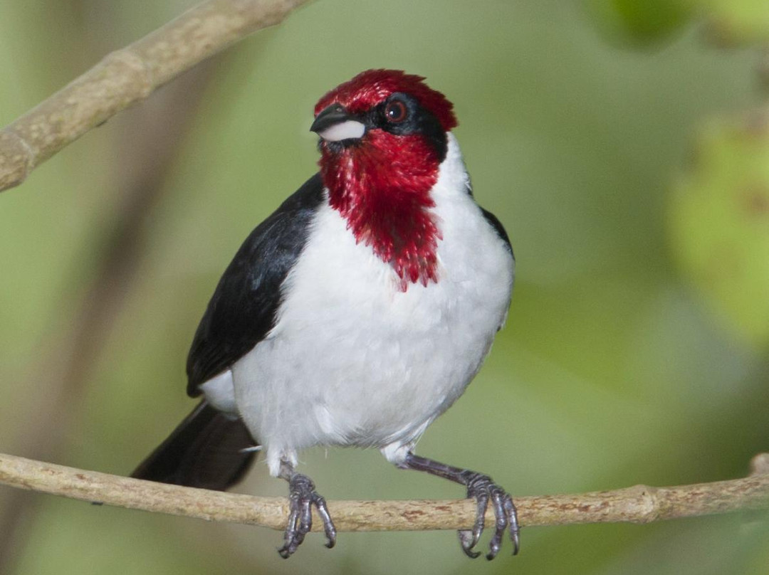 Madoo Bird Tours-Caroni必去景点