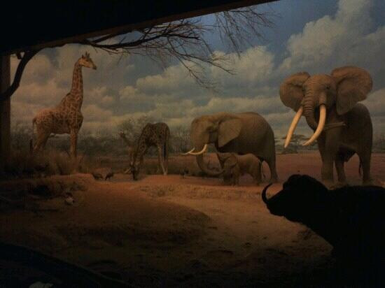 洛杉矶县自然历史博物馆-洛杉矶必去景点