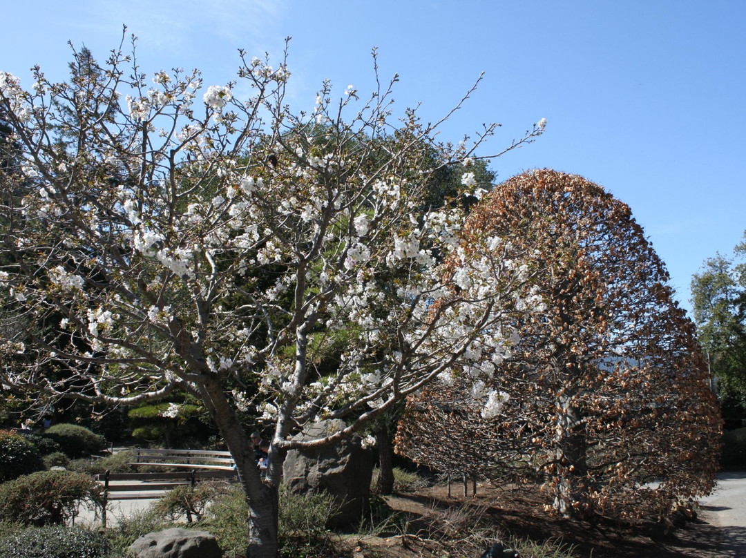 Central Park-圣马特奥必去景点
