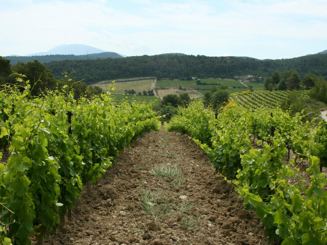 Tours du Rhone景点图片