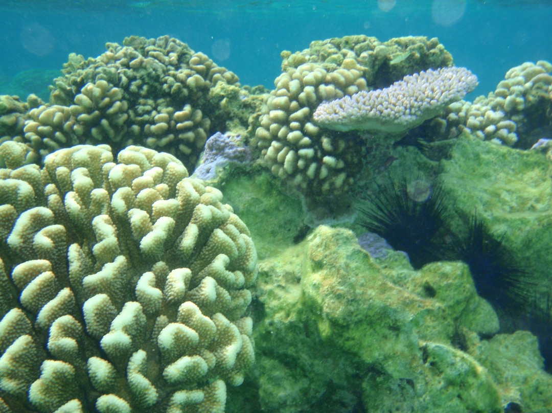 Coral Gardens-波拉波拉岛必去景点