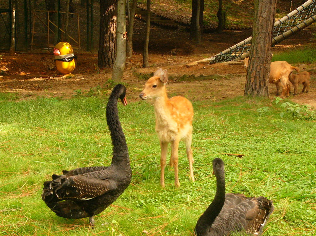 武汉九峰森林动物园-武汉市必去景点