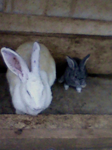 Tanglewood Farm Miniatures-Canton必去景点