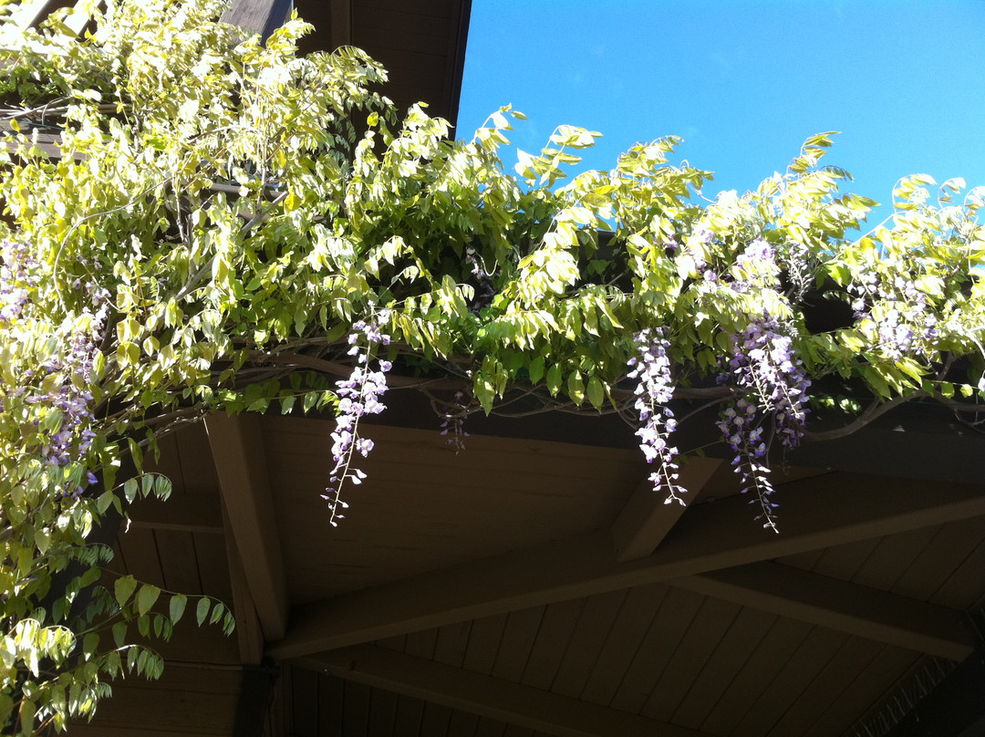 Honey Oak House Bed & Breakfast主图