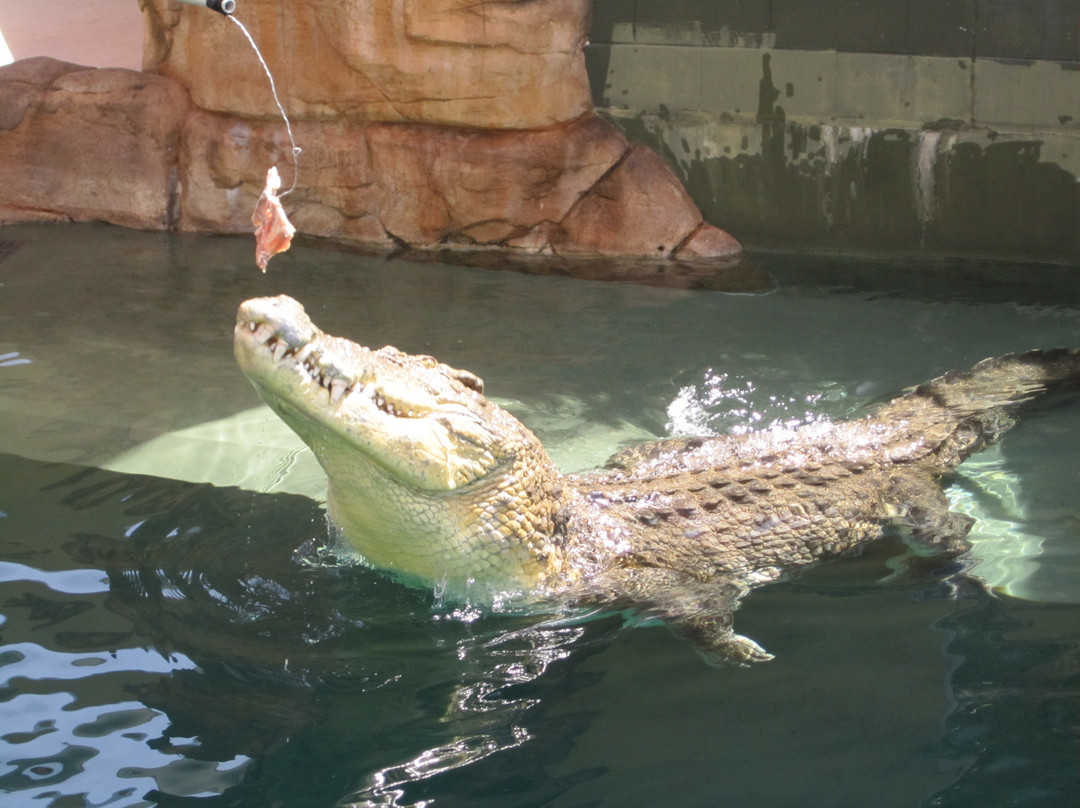 Crocosaurus Cove景点图片