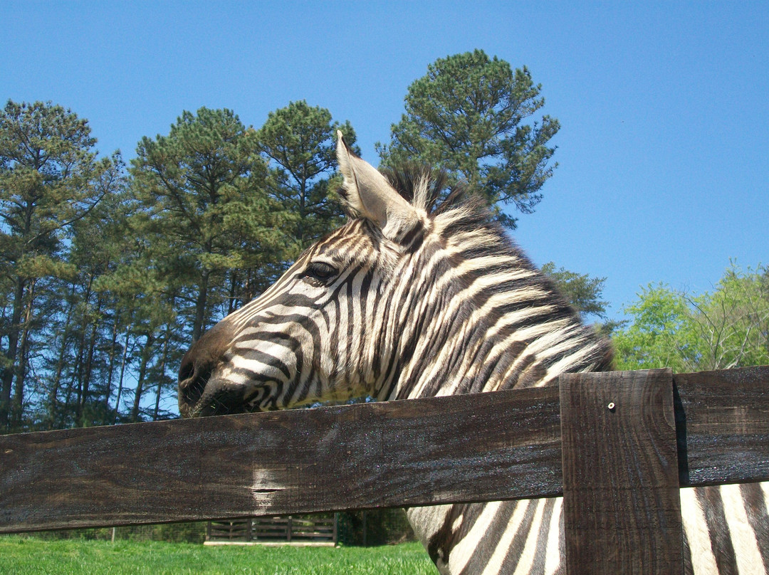 Chestatee Wildlife Preserve & Zoo景点图片