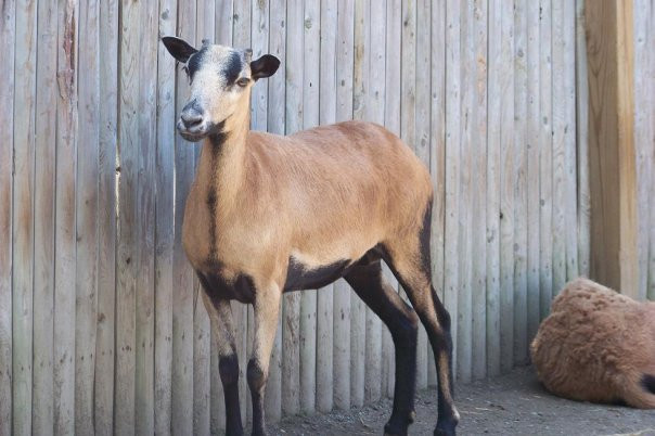 Ashville Game Farm and Exotic Zoo景点图片