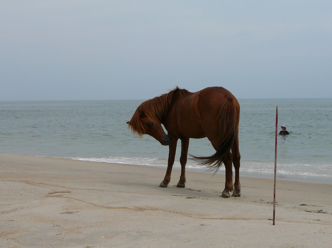 Assateague Island National Seashore-Assateague Island必去景点