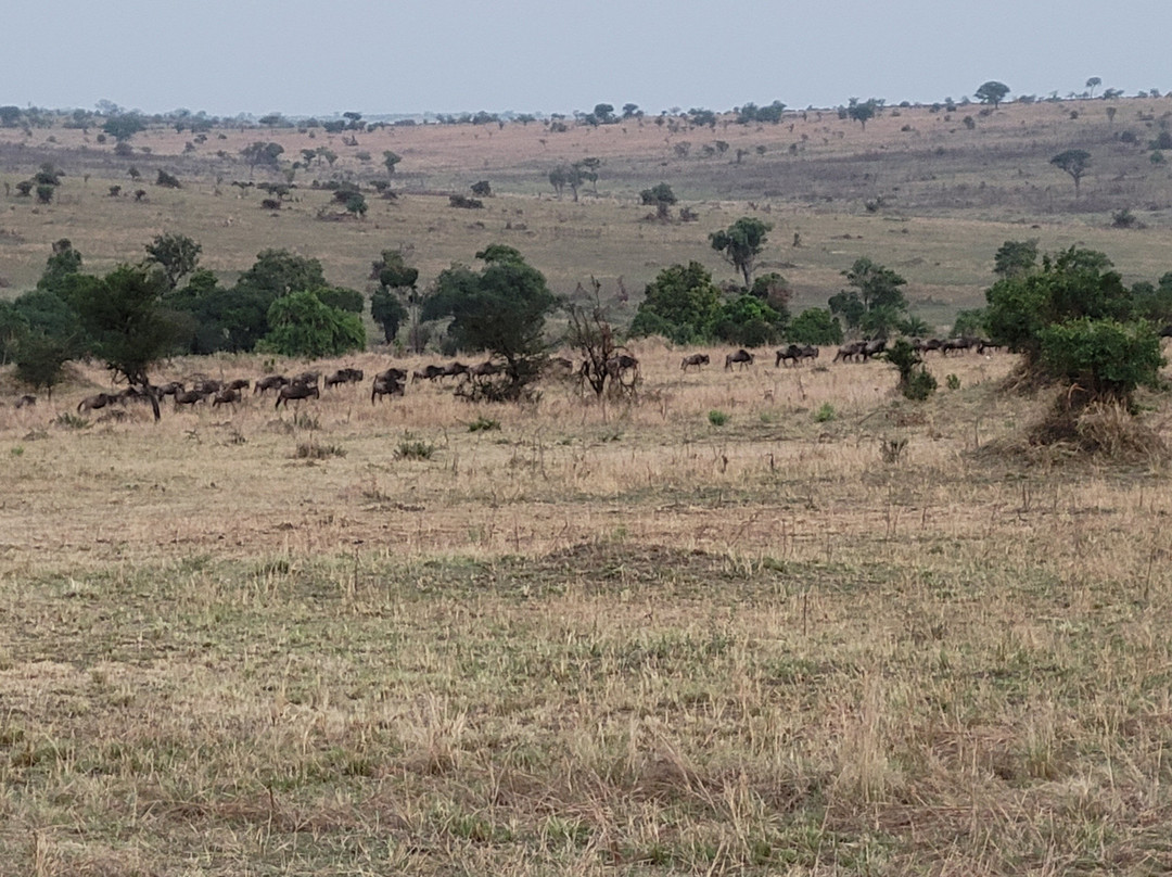 Serengeti Mara River Camp