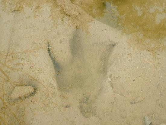 Dinosaur Valley State Park-Glen Rose必去景点