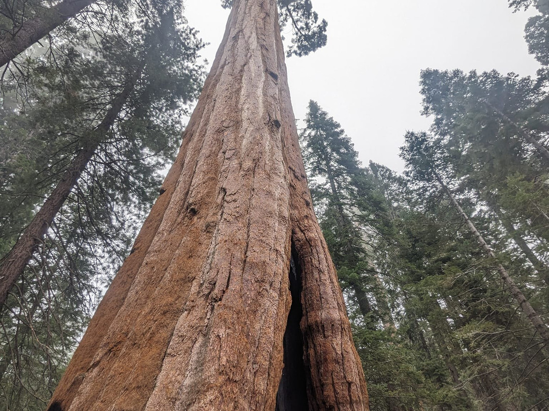 Giant Sequoia National Monument景点图片