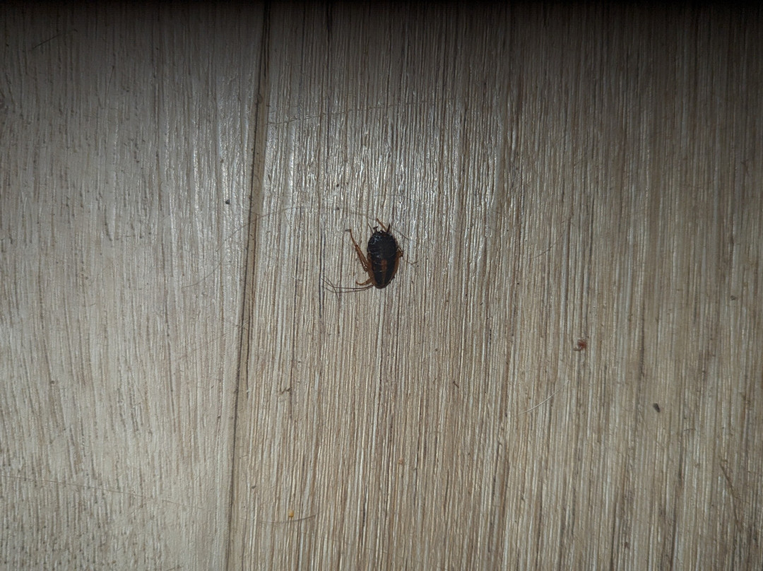 Econo Lodge Inn & Suites主图