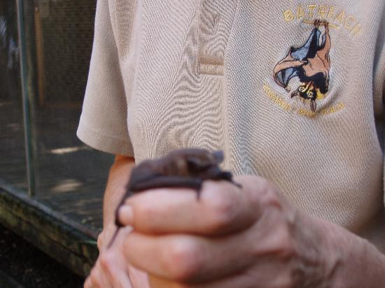 BatReach-库兰达必去景点