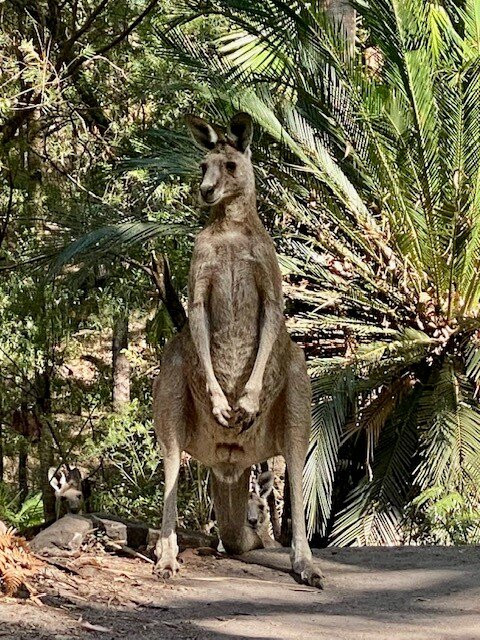 Central Queensland Nature Tours-罗尔斯顿必去景点
