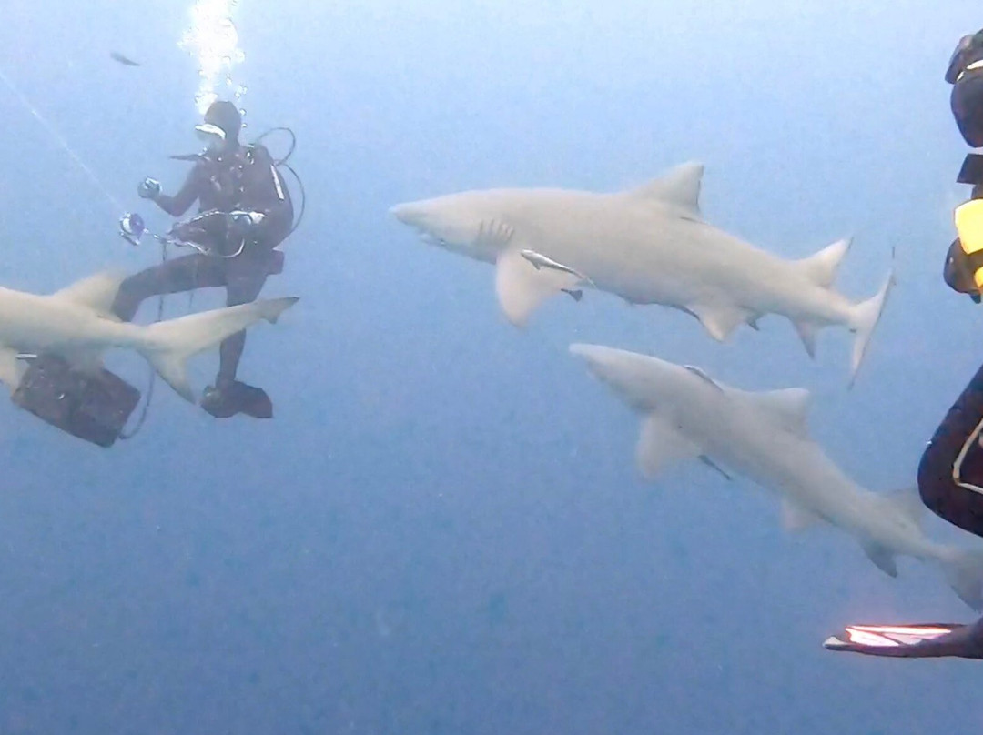 Ohana Dive Co.景点图片