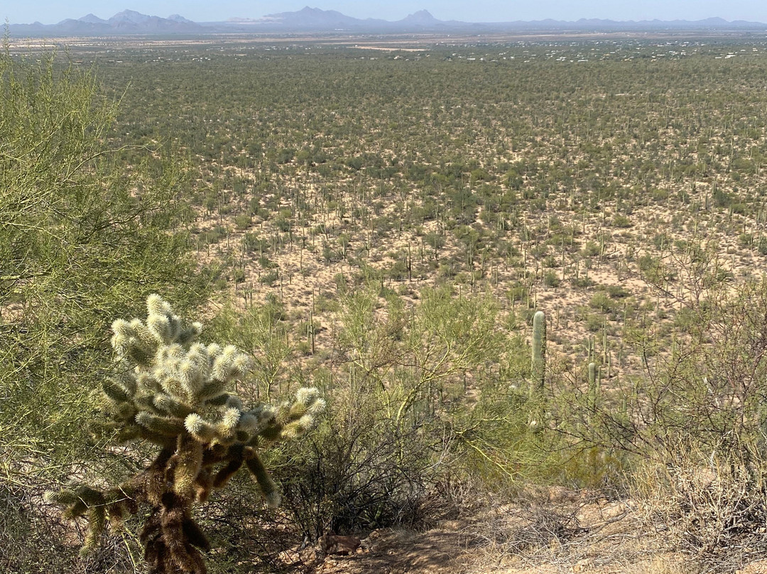 Mount Safford Ladybug Peak Trail景点图片