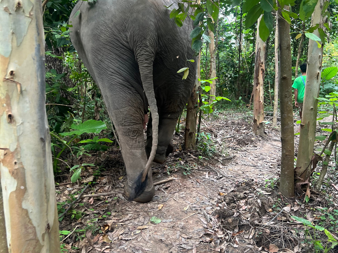 Elephant Family Phuket-卡图必去景点
