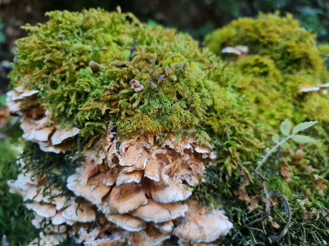 Langtang Valley-Langtang National Park必去景点