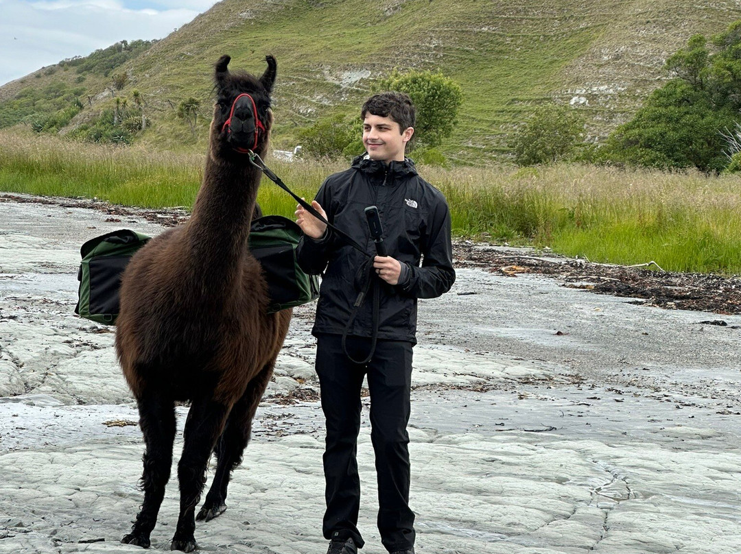 Kaikoura Llama Trekking-Kaikoura必去景点