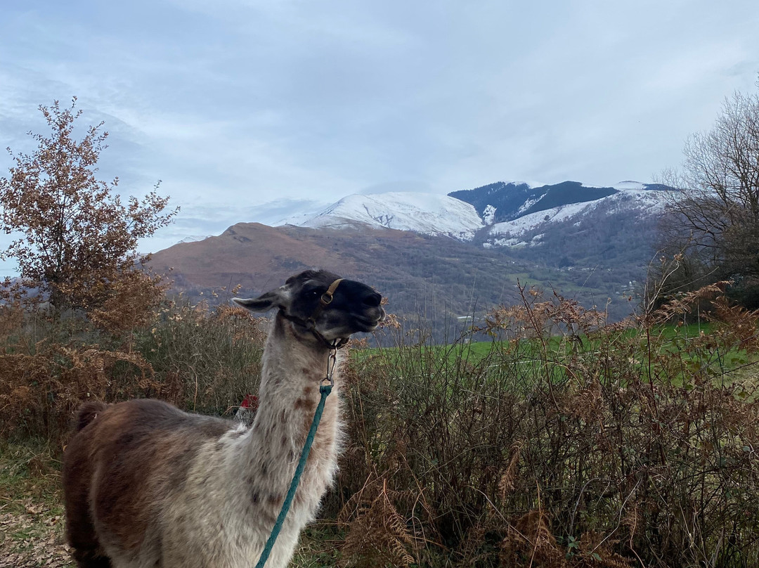 Les Lamas Des 7 Vallees景点图片