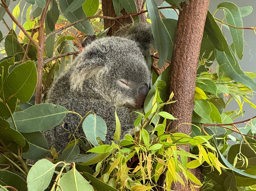 Cairns Custom Tours-凯恩斯必去景点