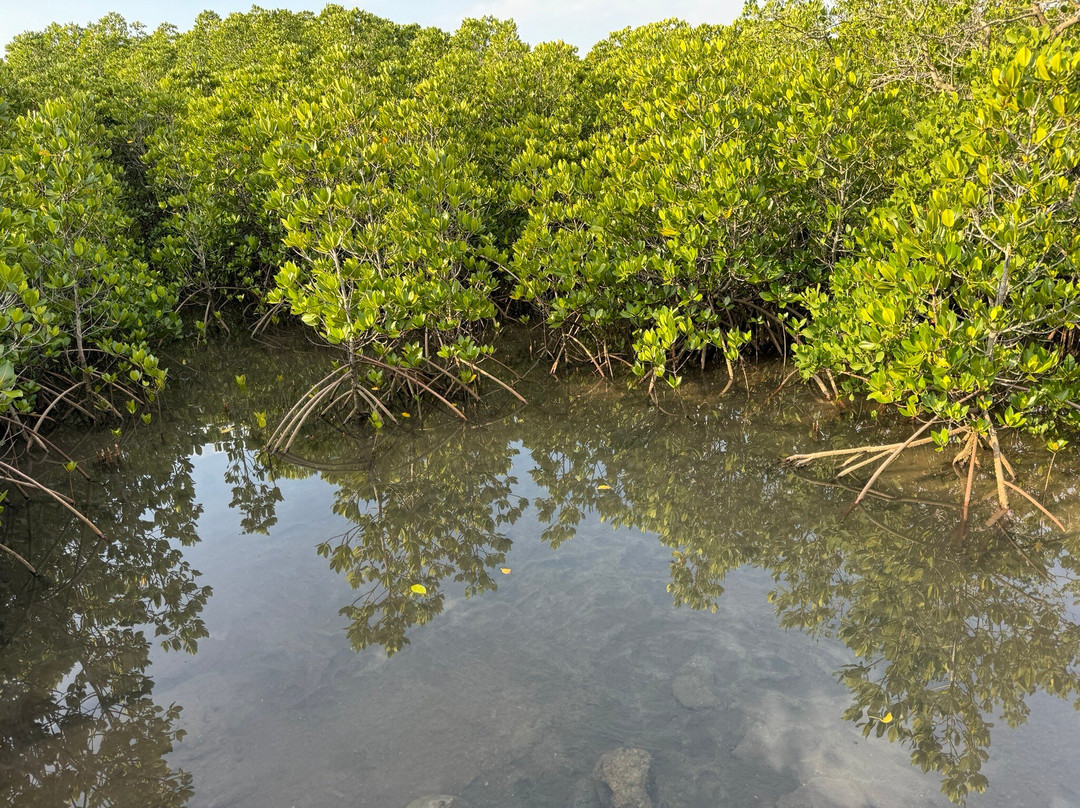 Mangrove at Ishinagata Beach景点图片