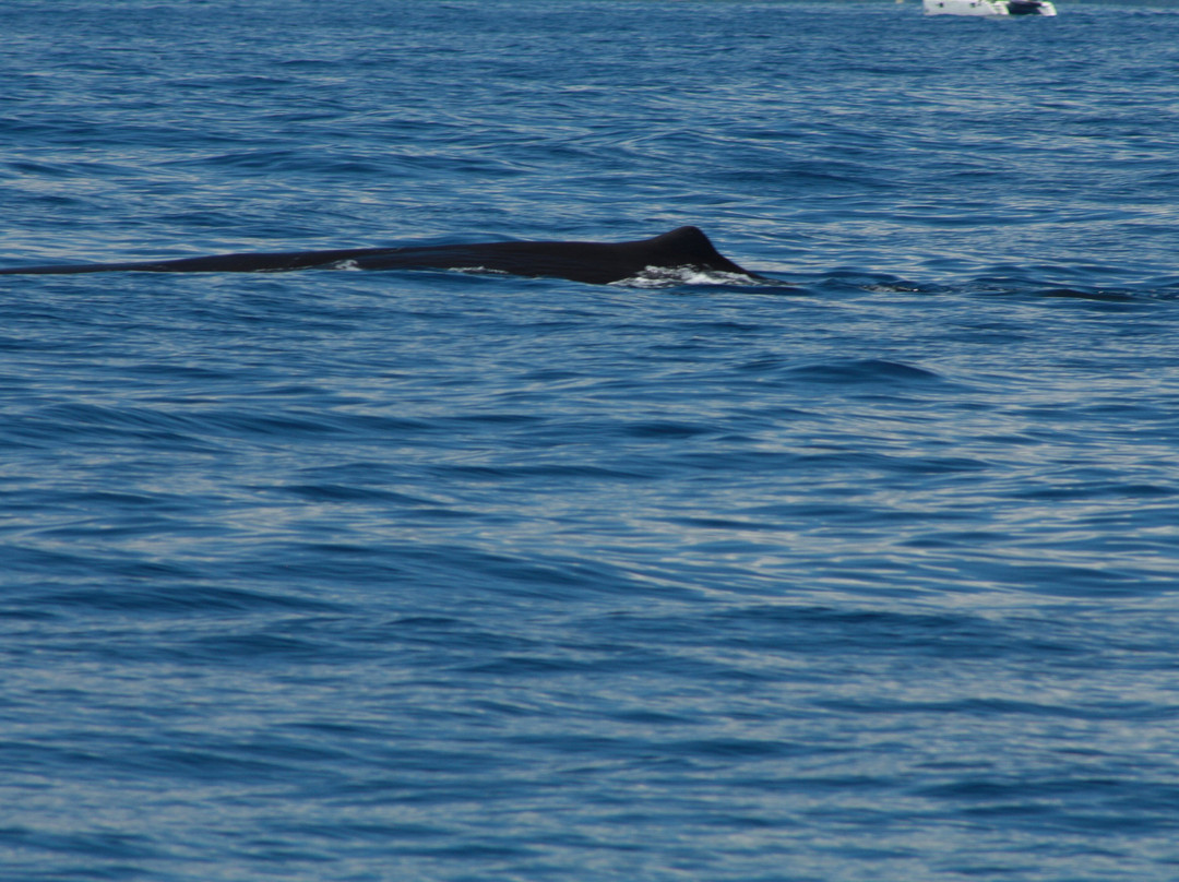 Anchorage Hotel Whale Watching-罗索必去景点