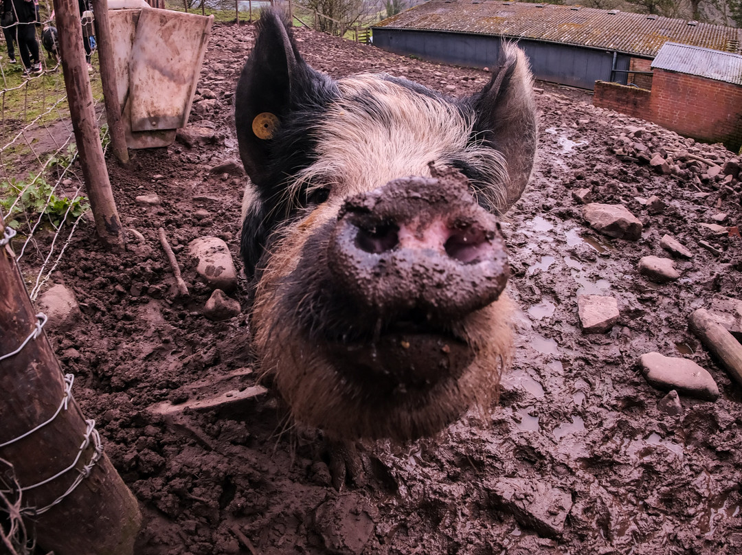 Llanddetty Hall Farm主图