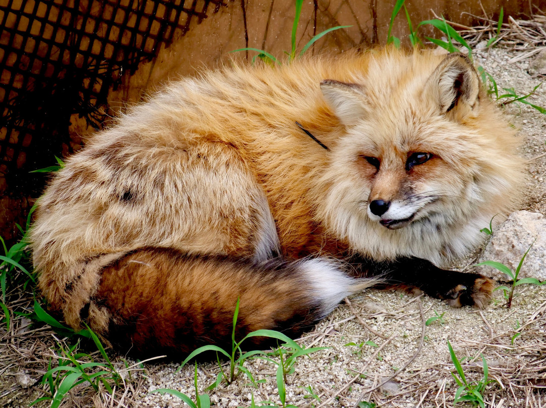 Fox Ecological Observe