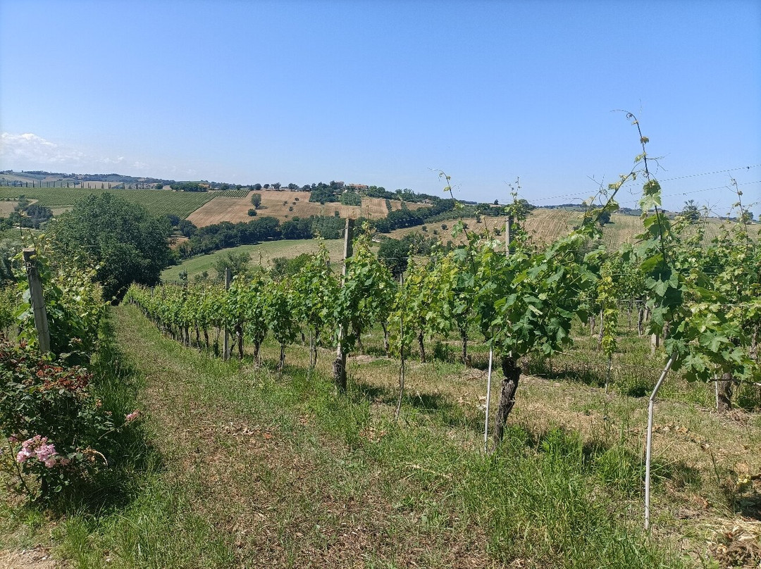 Marotti Campi