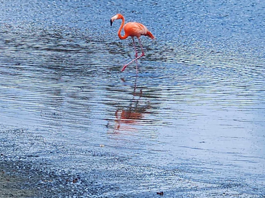Explorer Tours Bonaire-Kralendijk必去景点