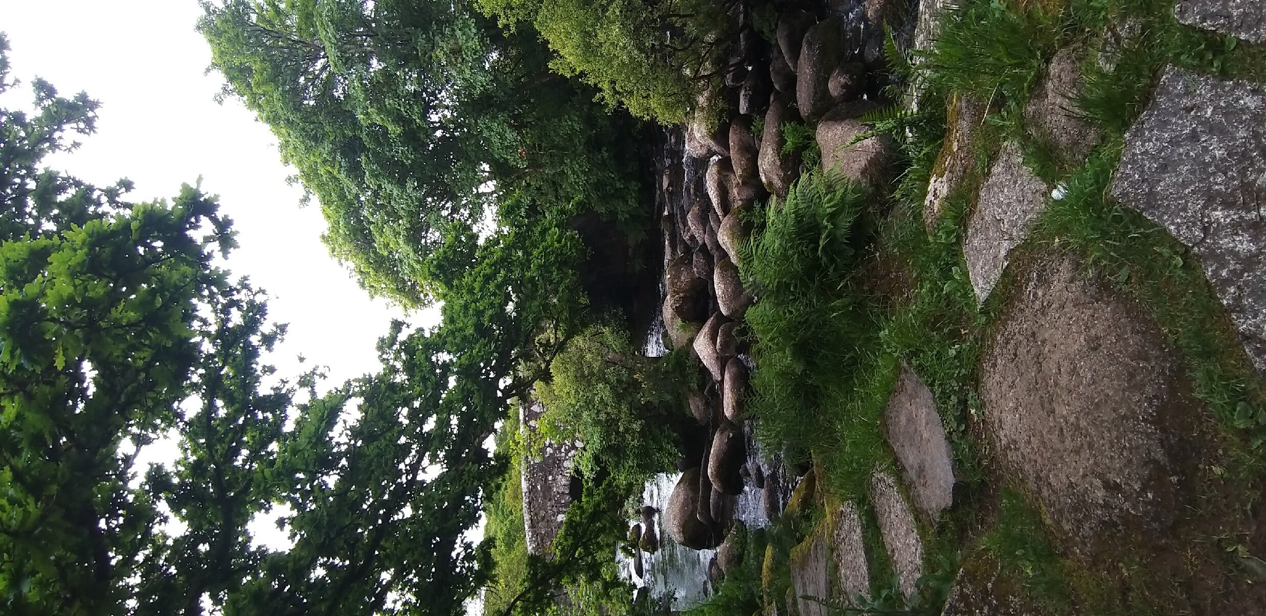 The Forest Inn-官方