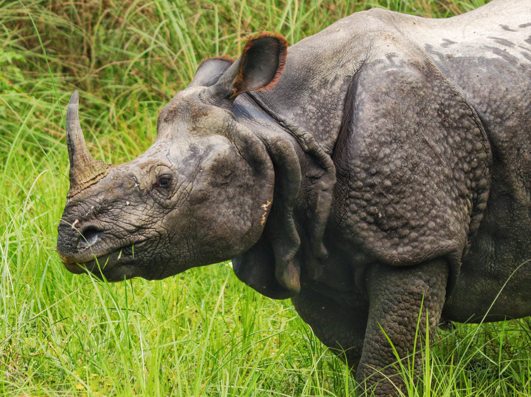 The Chitwan Tiger Guide Service And Mini Library-苏拉哈必去景点