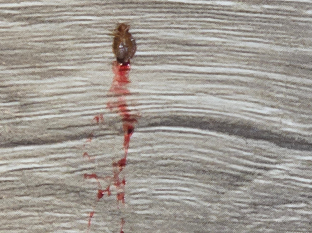 枫叶汽车旅馆主图