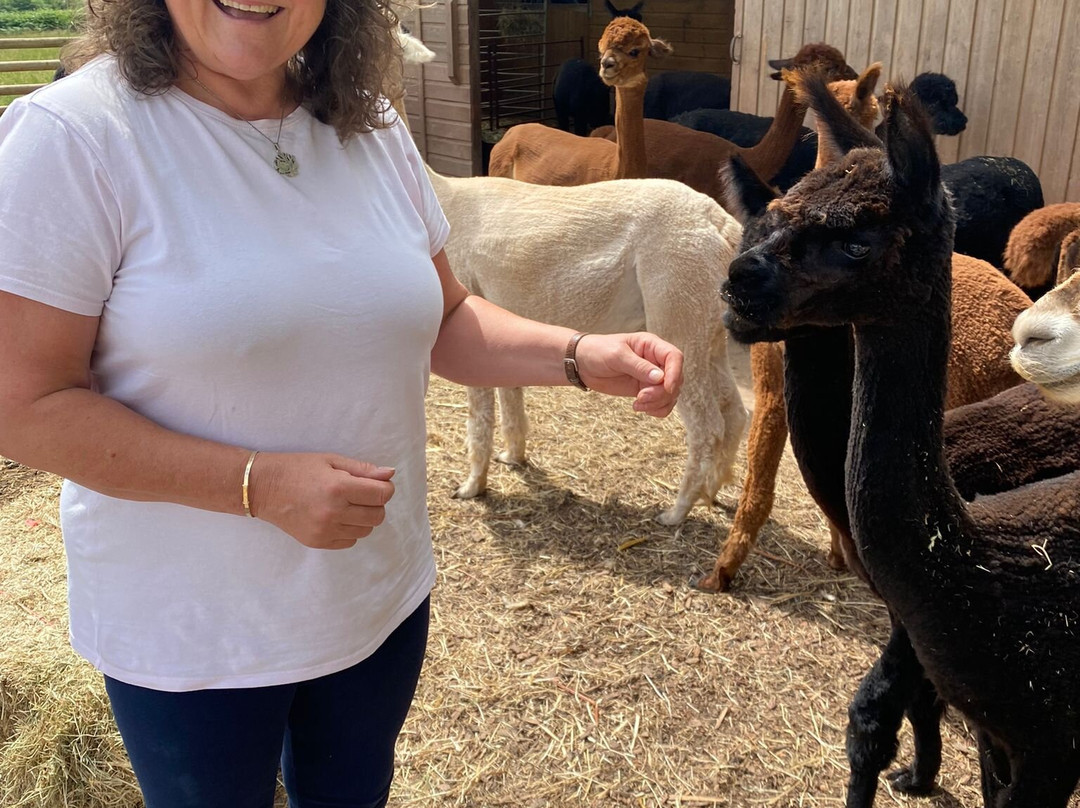 Sugarloaf Alpacas景点图片