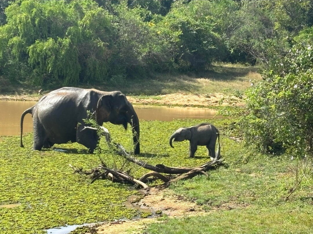 Tree Tops Yala主图