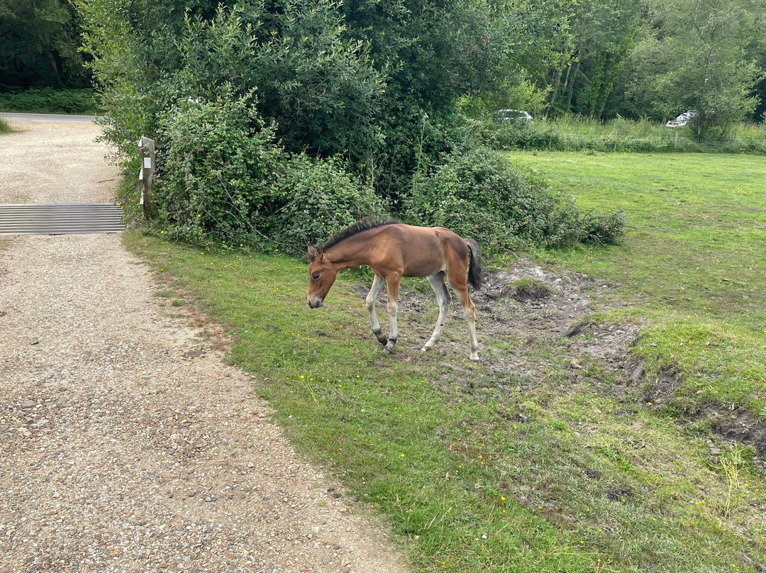 New Forest National Park景点图片