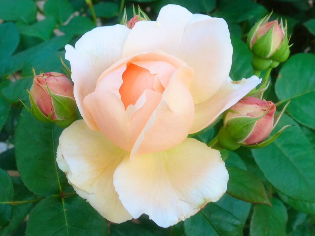 Shikishima Parfk Rose Garden-前桥县必去景点