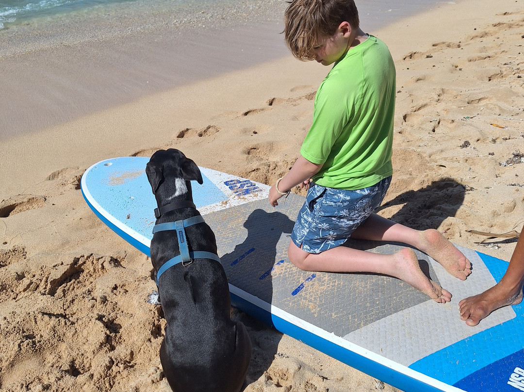 Hawaii Surf Dogs-卡胡库必去景点